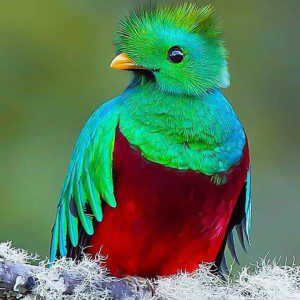 CORBATA Inspirada en el Quetzal (Premium)